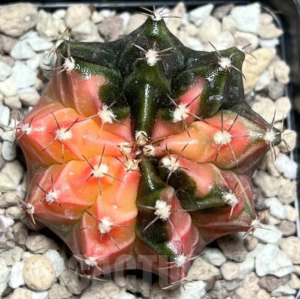 SHPR18132 Gymnocalycium mihanovichii f. variegata