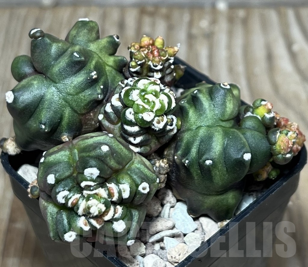 SHPR18134 Gymnocalycium mihanovichii 'Transformer' - Image 4