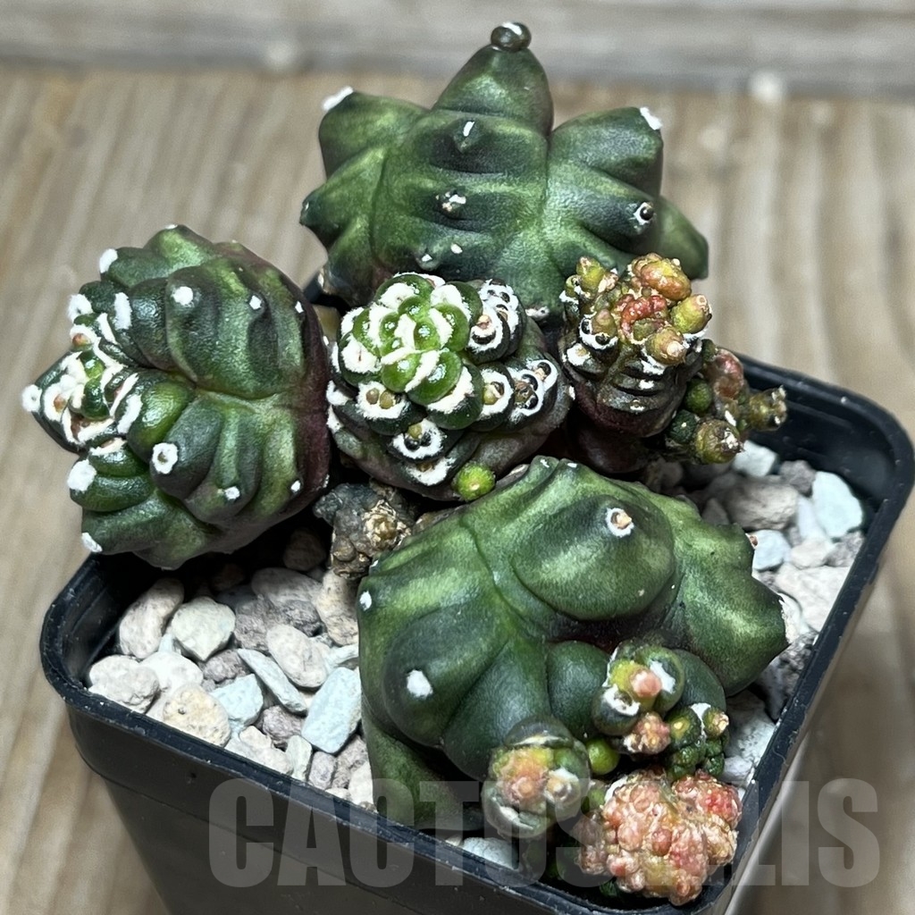 SHPR18134 Gymnocalycium mihanovichii 'Transformer'