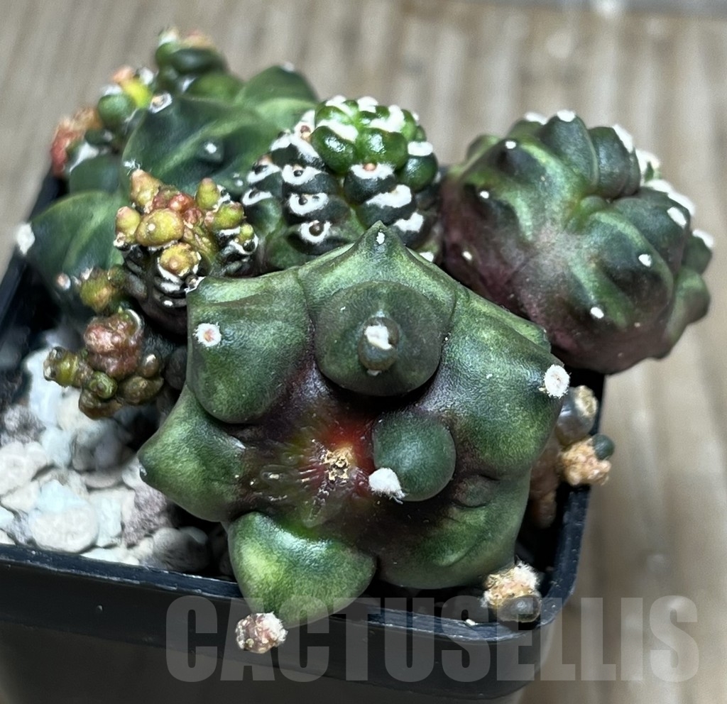 SHPR18134 Gymnocalycium mihanovichii 'Transformer' - Image 2