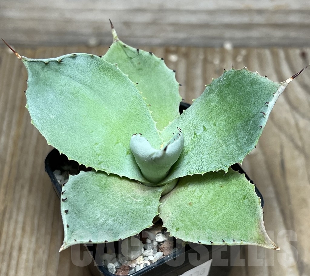 SHPR18138 Agave potatorum 'Striata' compacta