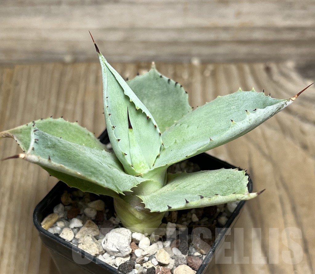 SHPR18138 Agave potatorum 'Striata' compacta - Image 2