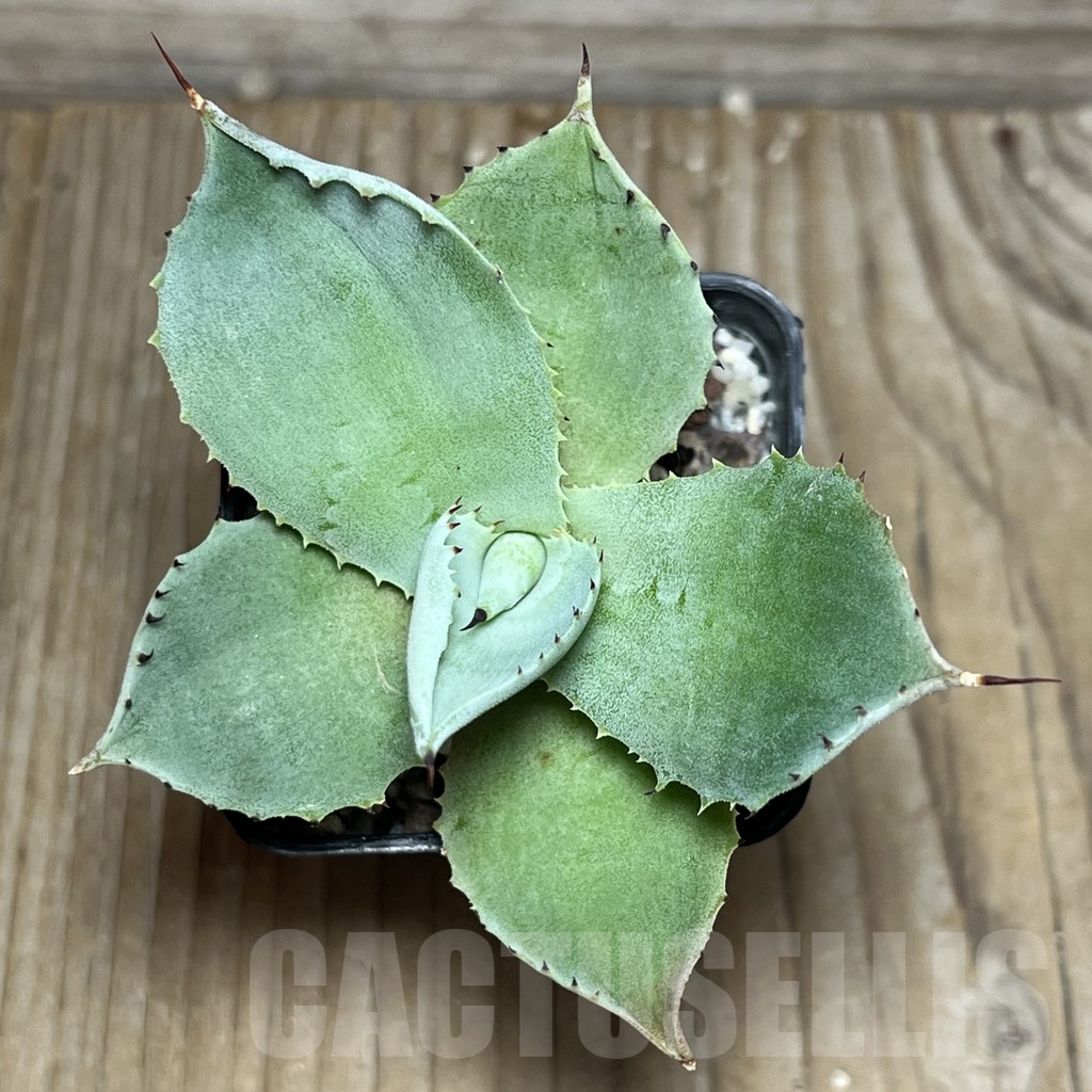 SHPR18138 Agave potatorum 'Striata' compacta - Image 3