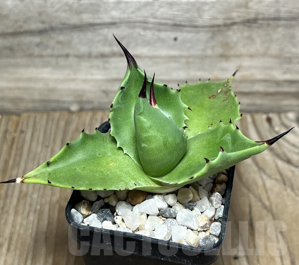 SHPR18139 Agave sp. magnifica