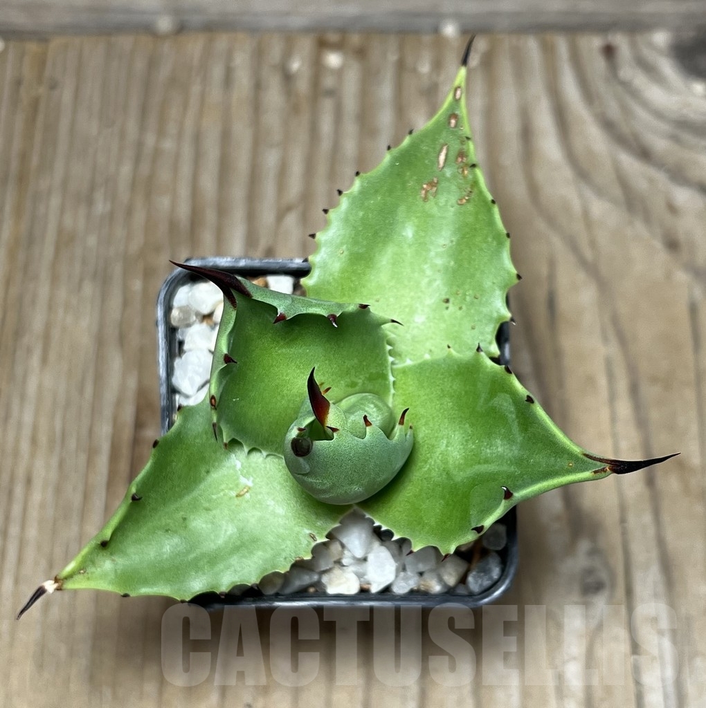 SHPR18139 Agave sp. magnifica - Image 2