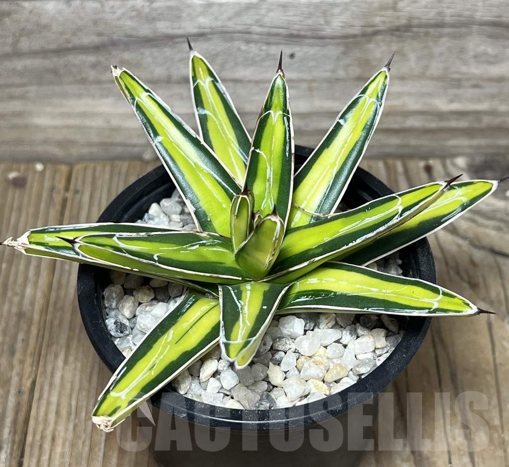 SHPR18140 Agave victoriae-reginae 'mediopicta' - Image 2