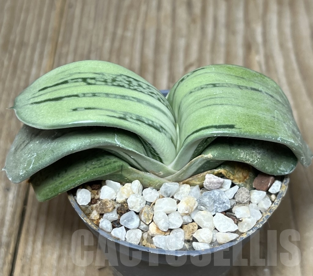 SHPR18148 Gasteria cv. KG 98 - Image 2