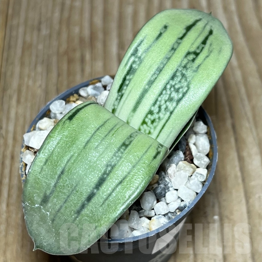 SHPR18148 Gasteria cv. KG 98