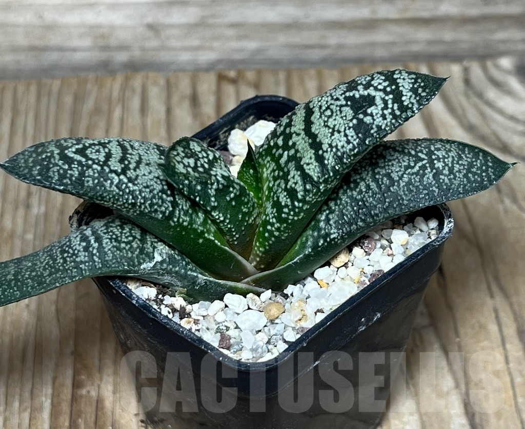 SHPR18149 Gasteria ellaphieae