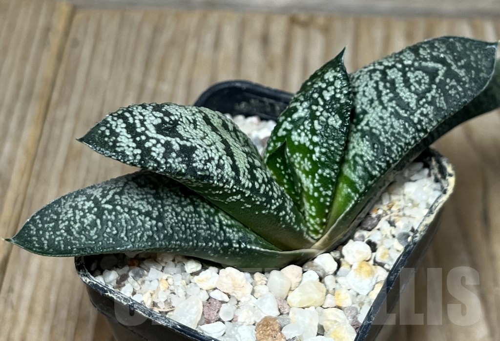 SHPR18149 Gasteria ellaphieae – Bild 3