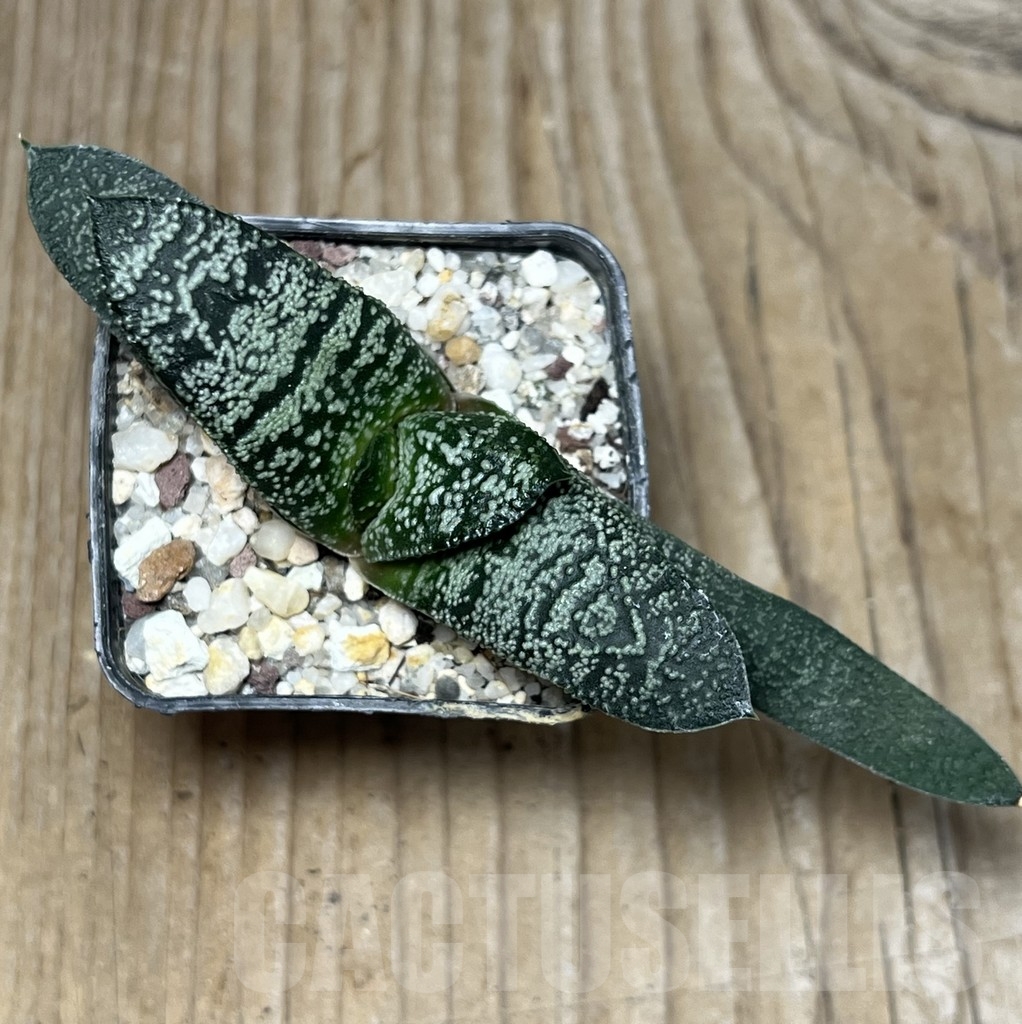 SHPR18149 Gasteria ellaphieae – Bild 2