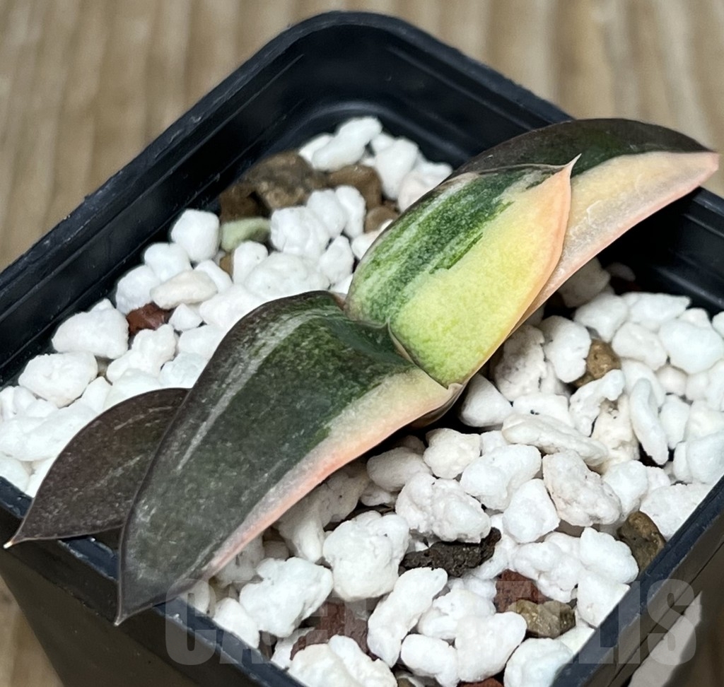 SHPR18150 Gasteria glomerata hybrid f. variegata