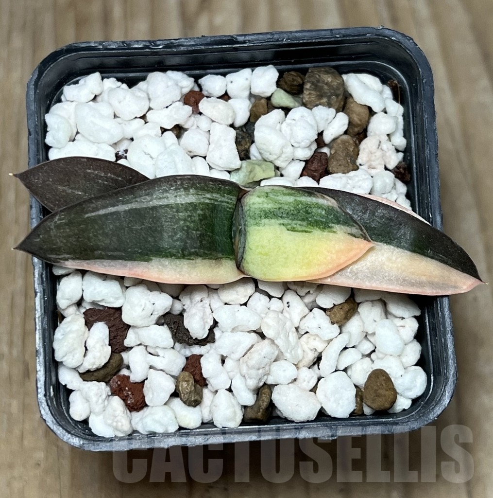 SHPR18150 Gasteria glomerata hybrid f. variegata – Bild 2