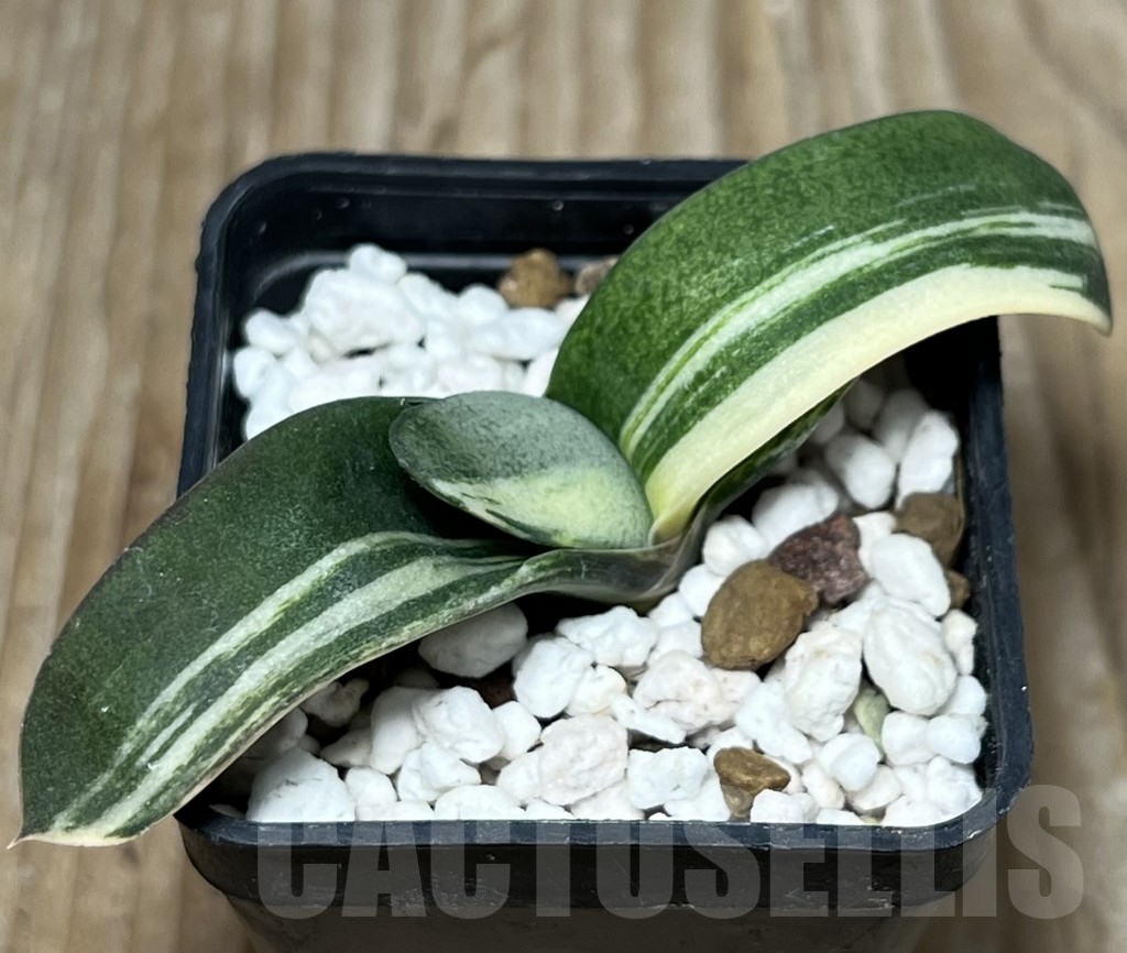 SHPR18151 Gasteria glomerata hybrid f. variegata