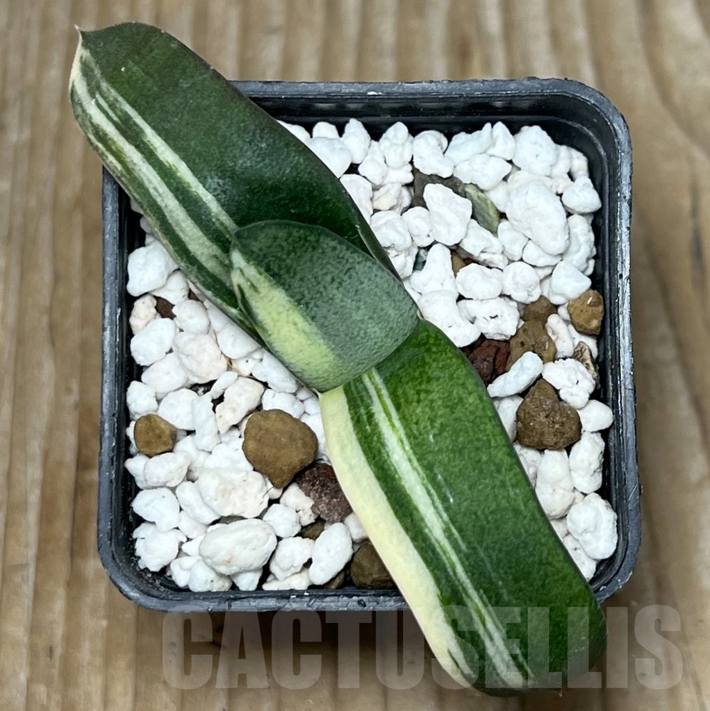 SHPR18151 Gasteria glomerata hybrid f. variegata – Bild 2