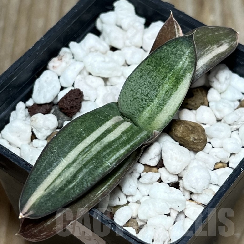 SHPR18153 Gasteria glomerata hybrid f. variegata