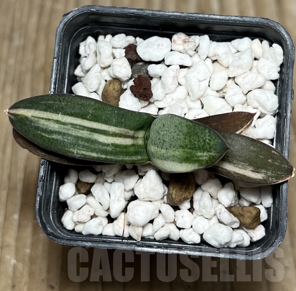 SHPR18153 Gasteria glomerata hybrid f. variegata - 画像 (2)