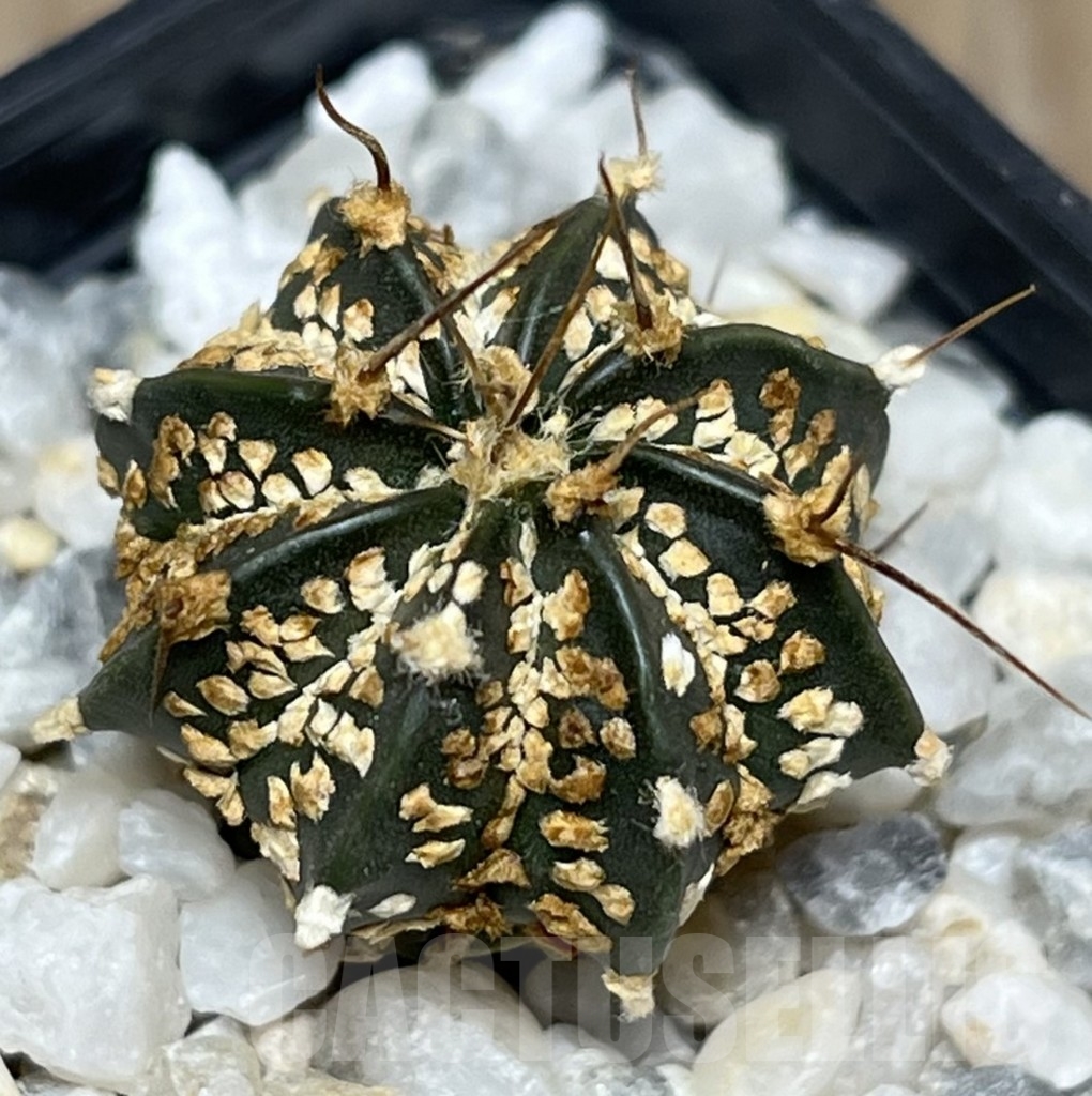 SHPR18280 Astrophytum asterias ‘Super Kabuto’ x capricorne