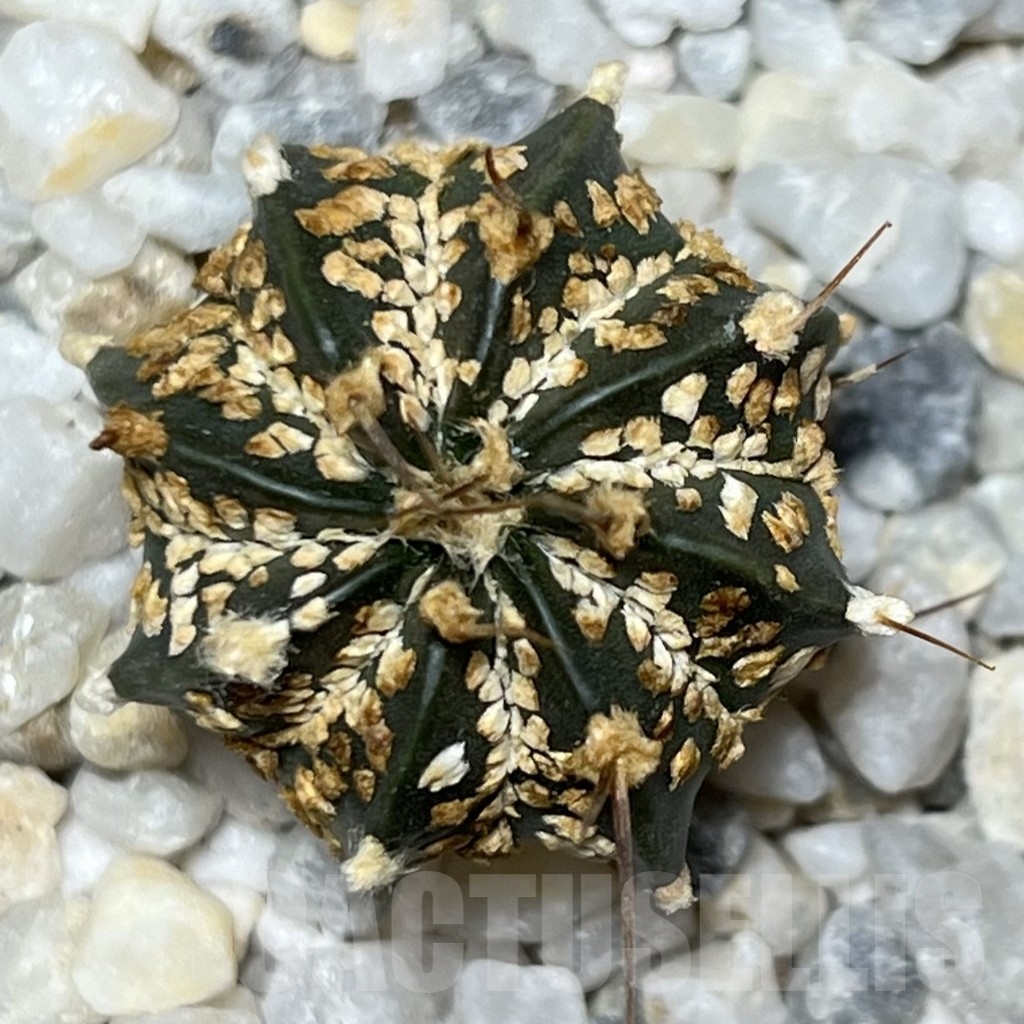 SHPR18280 Astrophytum asterias ‘Super Kabuto’ x capricorne - Image 2