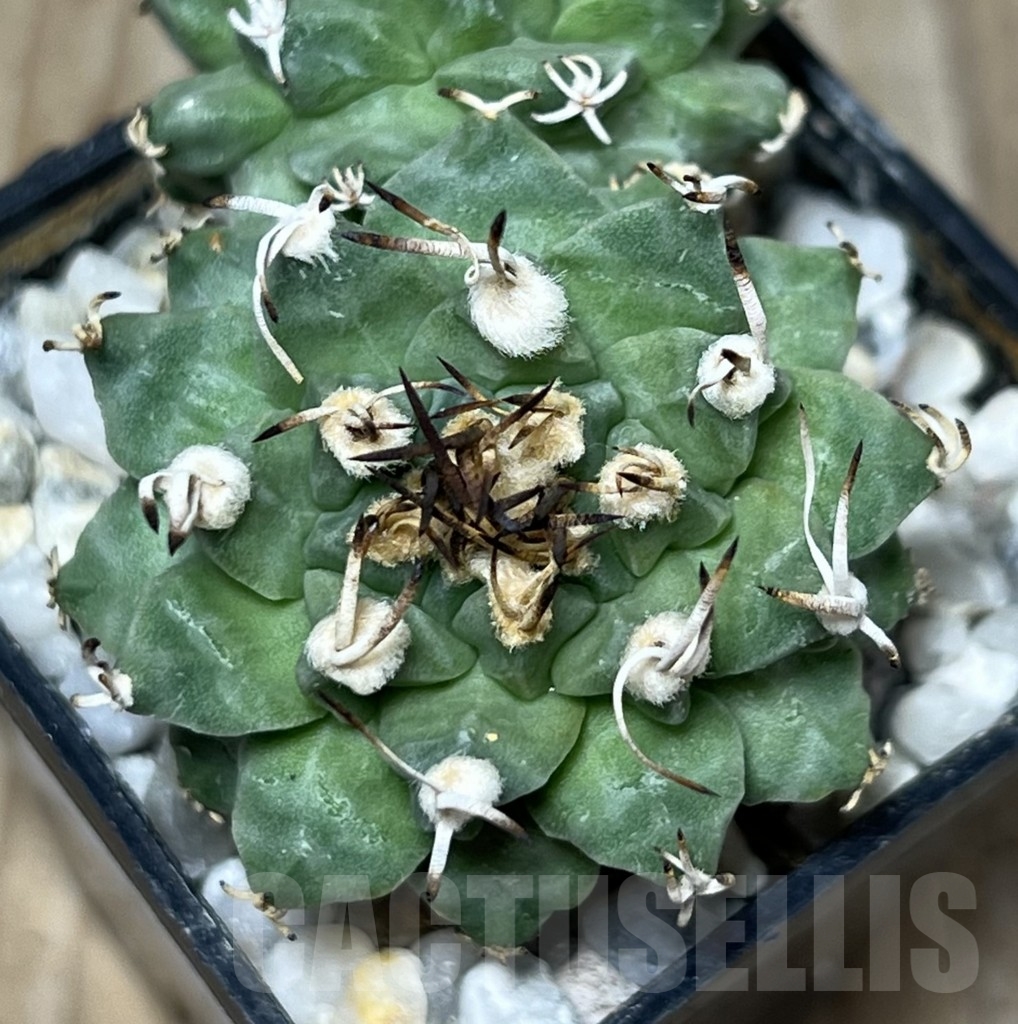 SHPR18292 Turbinicarpus alonsoi