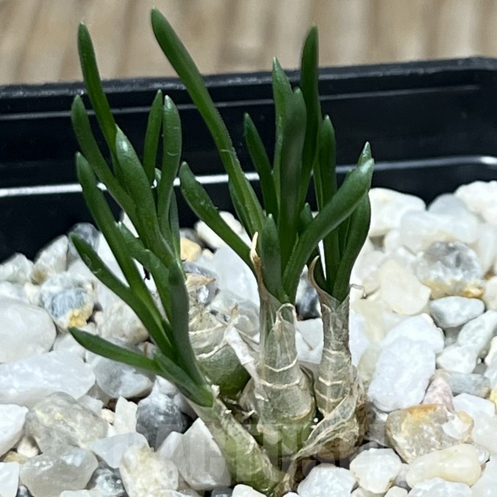 SHPR18310 Ornithogalum lithopsoides