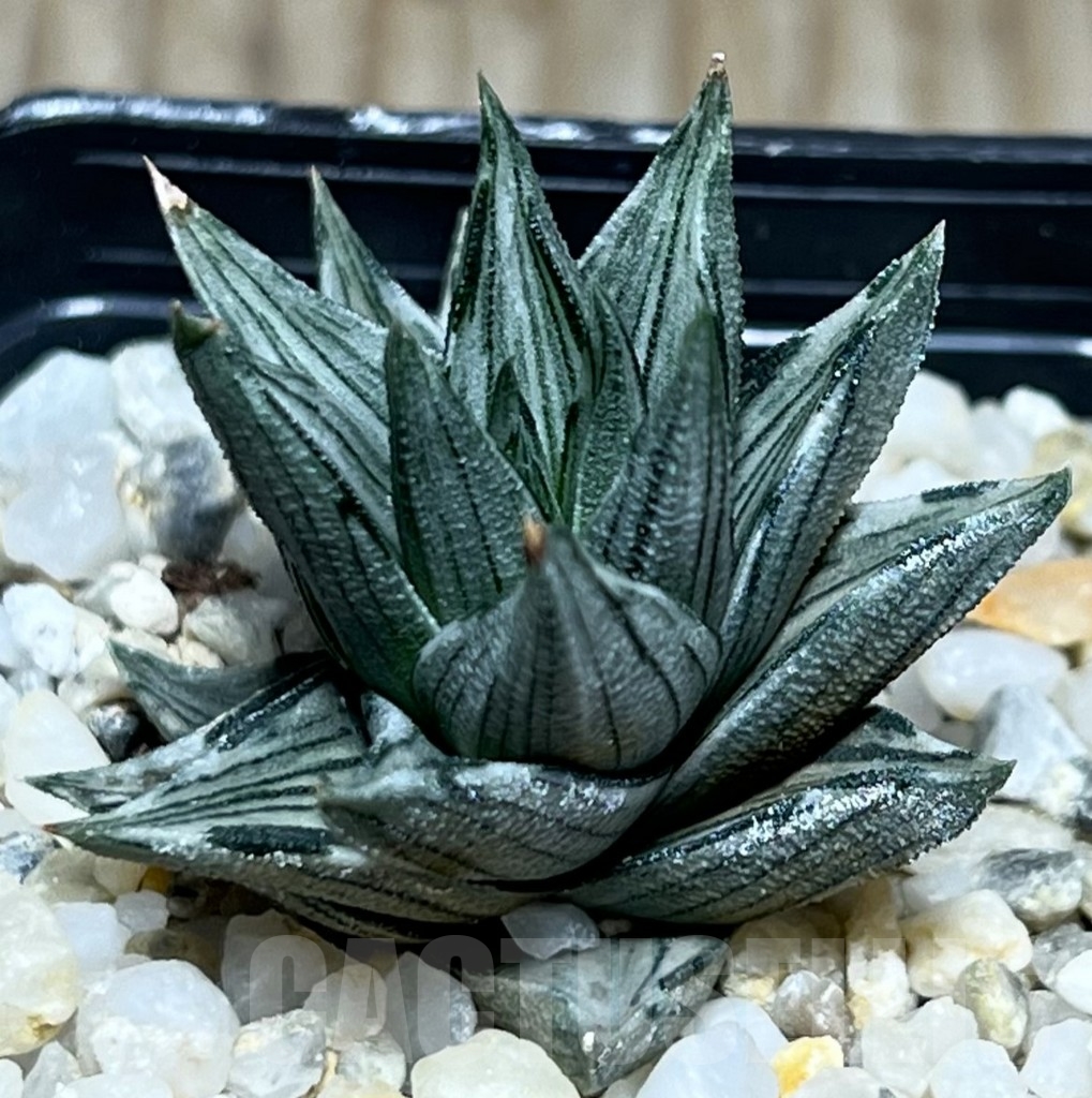 SHPR18315 Haworthia tortuosa f. variegata
