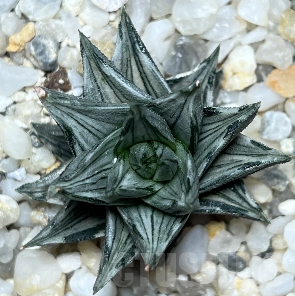 SHPR18315 Haworthia tortuosa f. variegata - Зображення 2