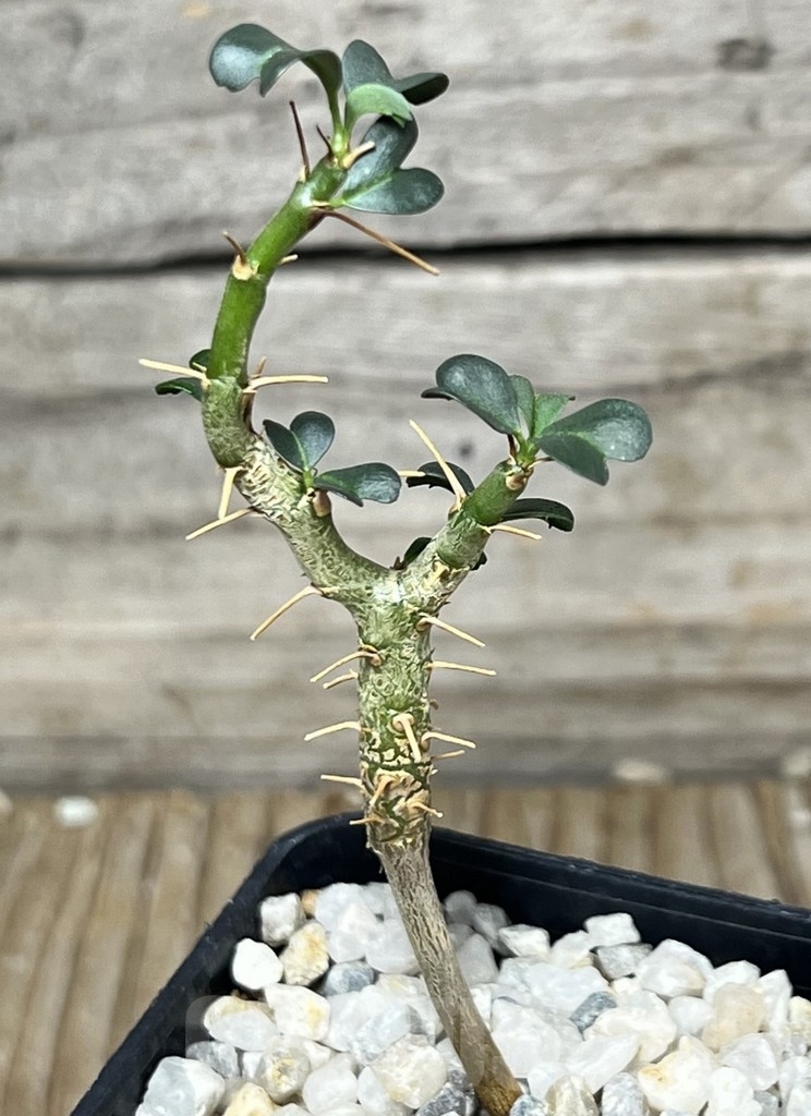 SHPR18316 Sarcocaulon vanderietiae