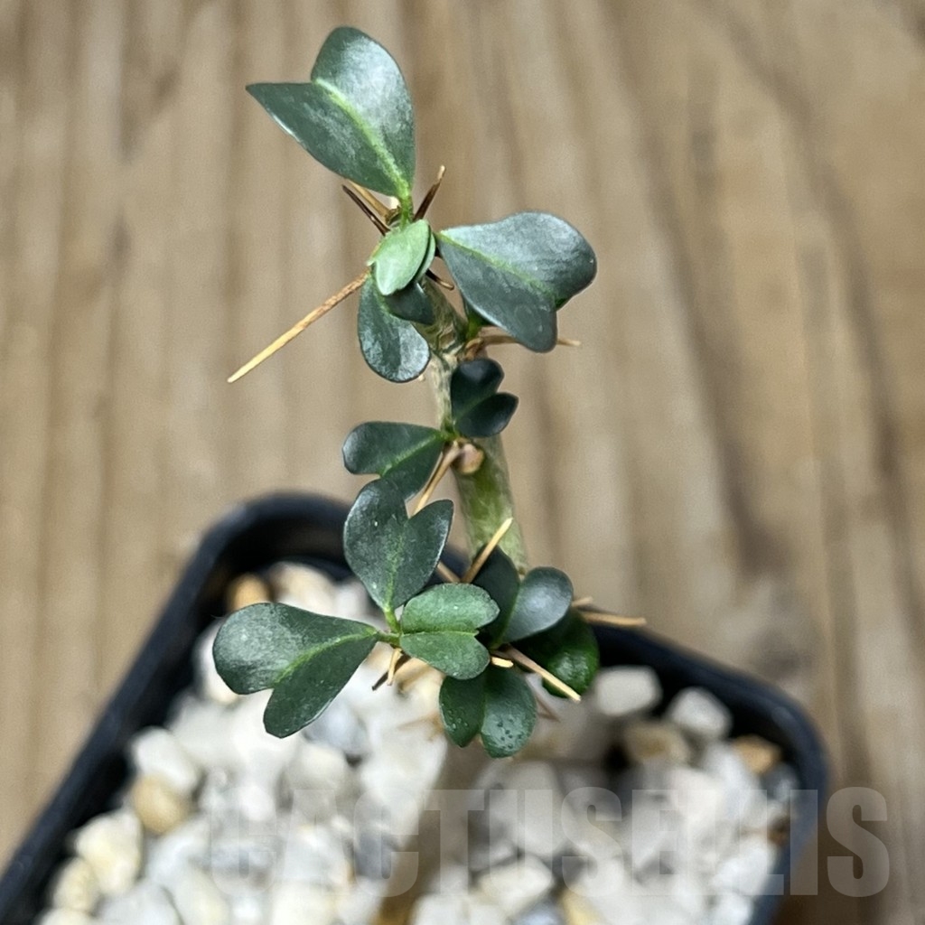 SHPR18316 Sarcocaulon vanderietiae - Зображення 2