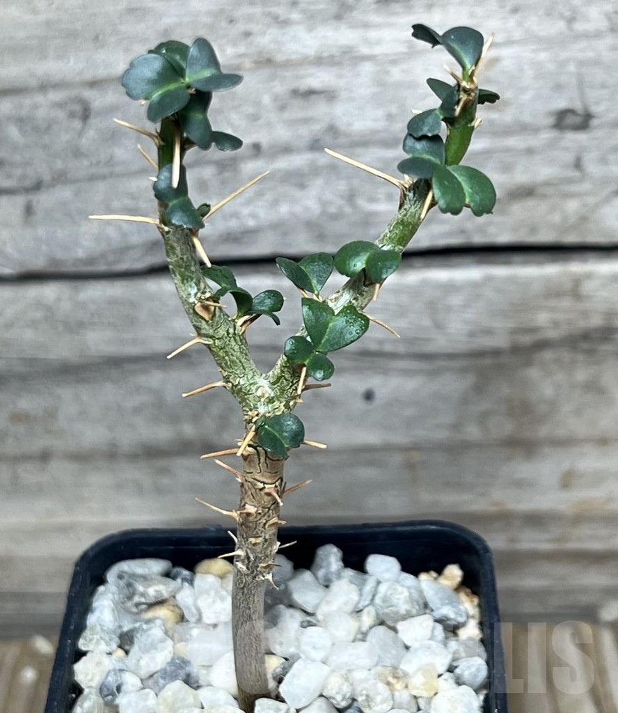 SHPR18317 Sarcocaulon vanderietiae - Зображення 2