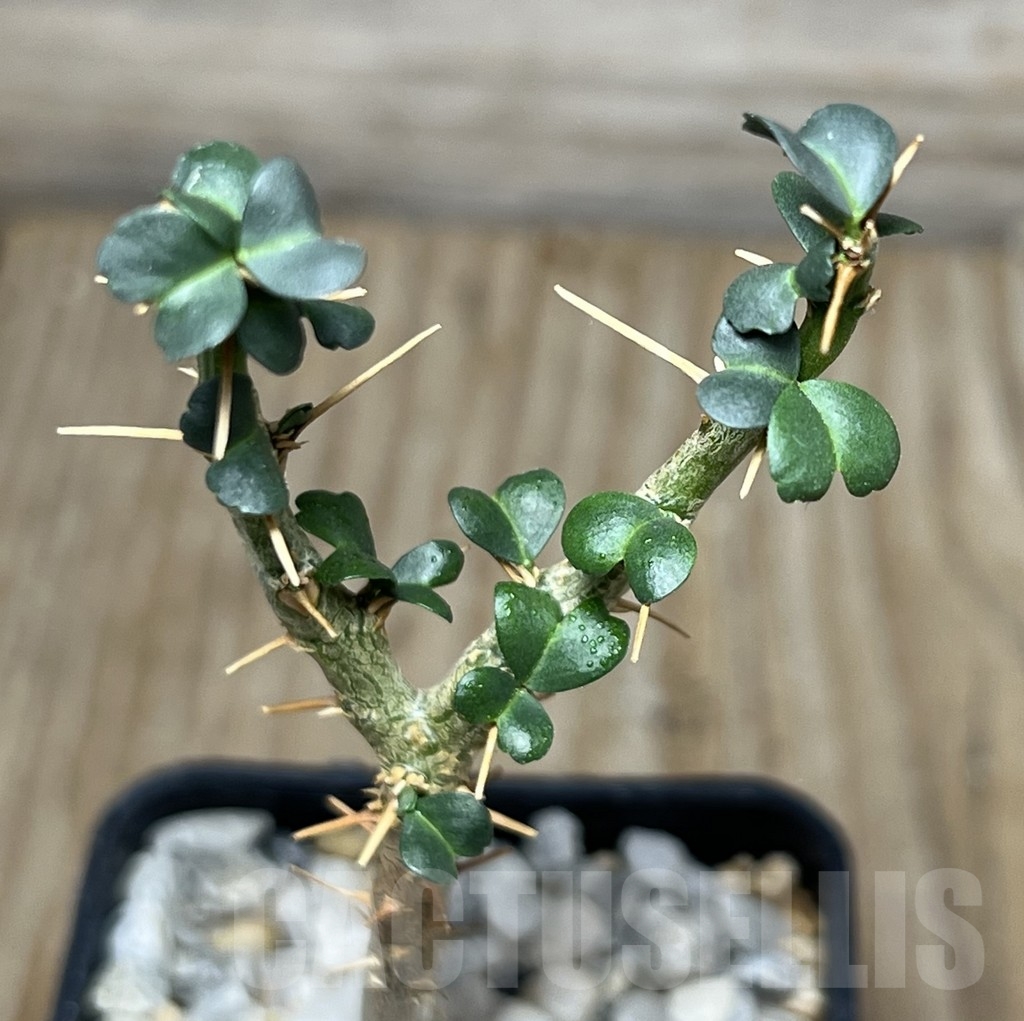 SHPR18317 Sarcocaulon vanderietiae