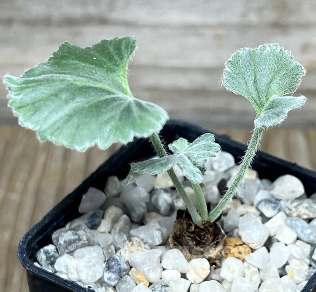 SHPR18318 Pelargonium crassicaule - Imagen 2