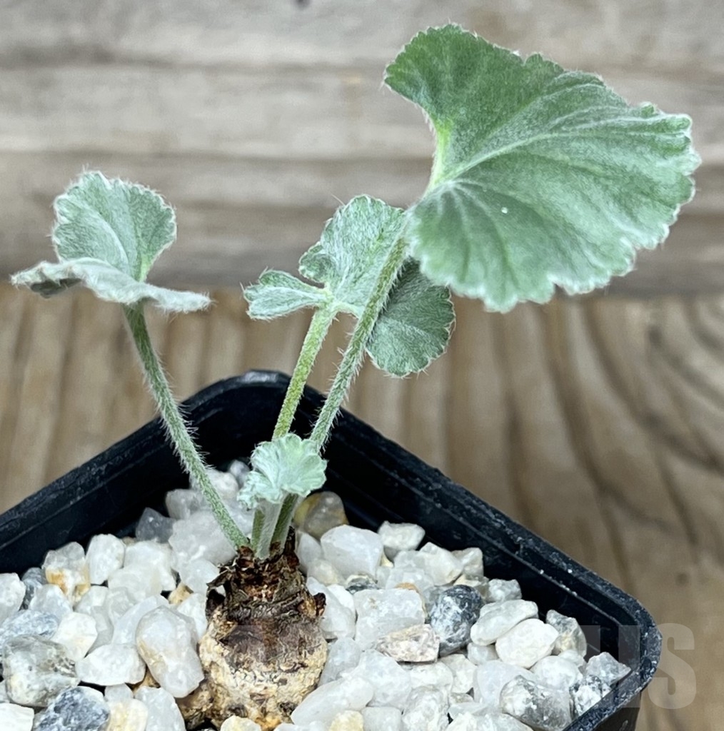 SHPR18318 Pelargonium crassicaule