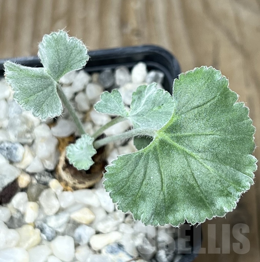 SHPR18318 Pelargonium crassicaule - Imagen 3