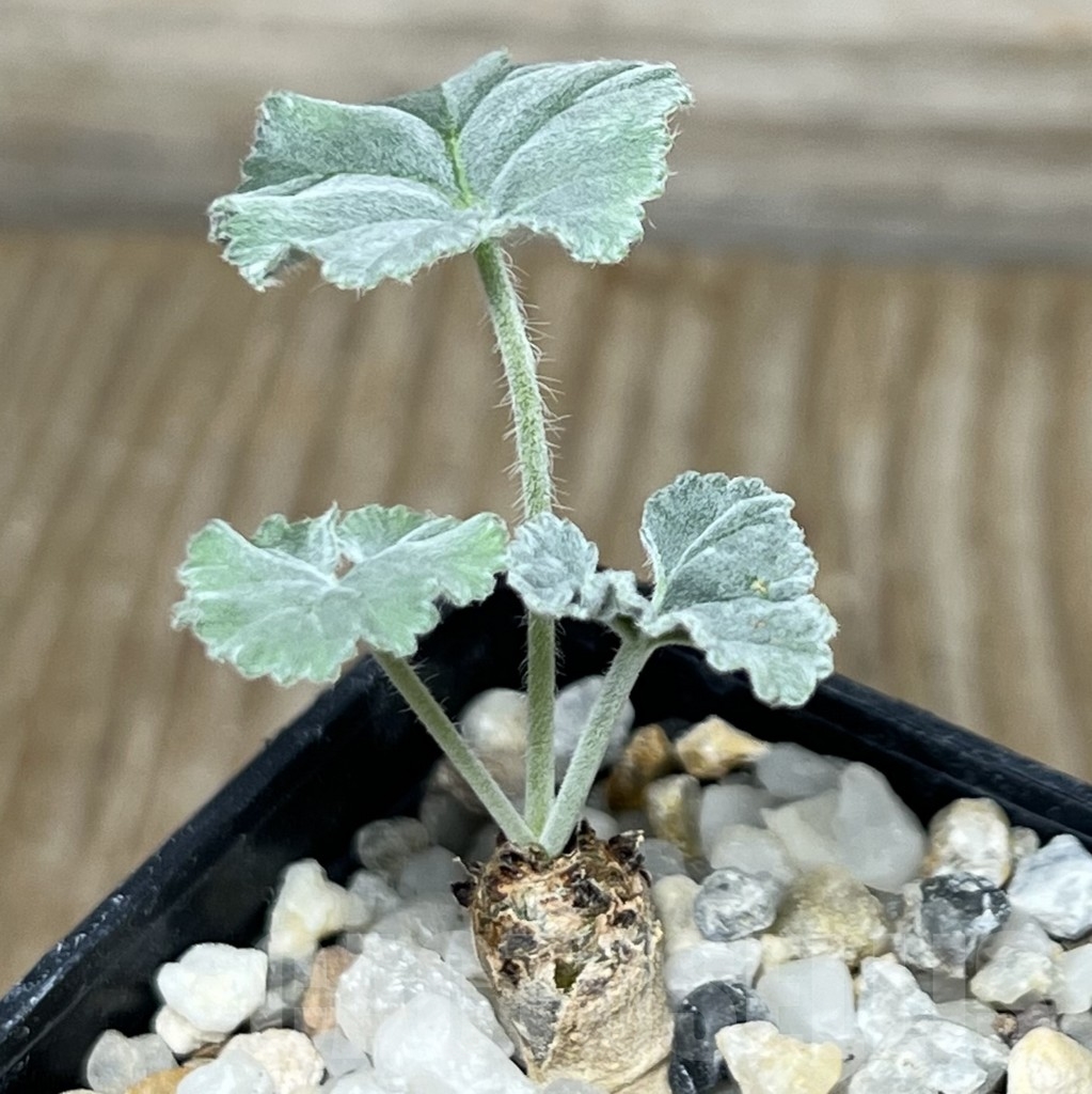 SHPR18319 Pelargonium crassicaule - Зображення 2