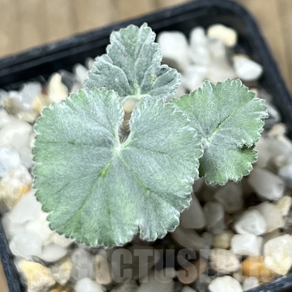 SHPR18319 Pelargonium crassicaule - Зображення 3
