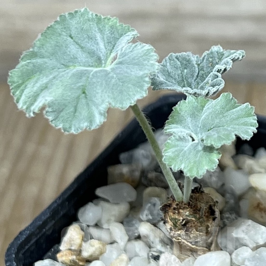 SHPR18319 Pelargonium crassicaule