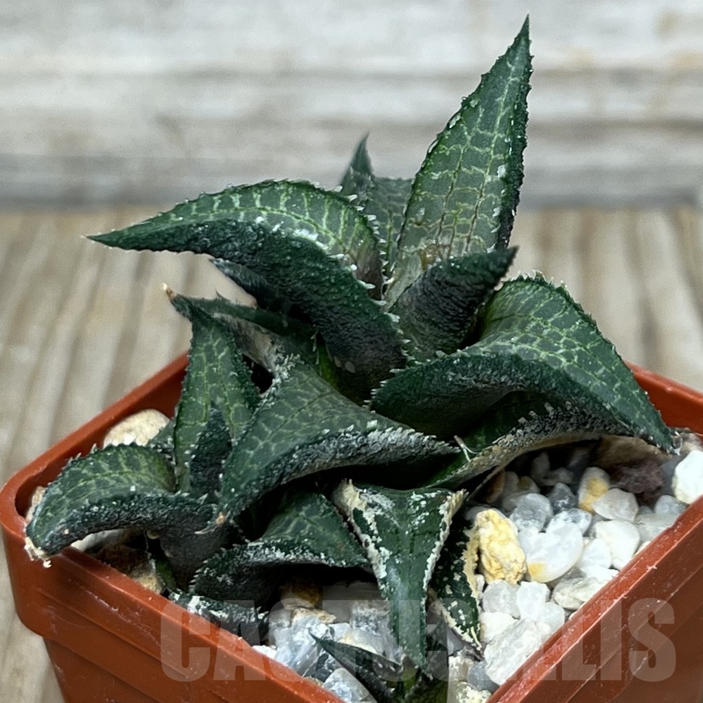 SHPR18320 Haworthia venosa ssp. tessellata