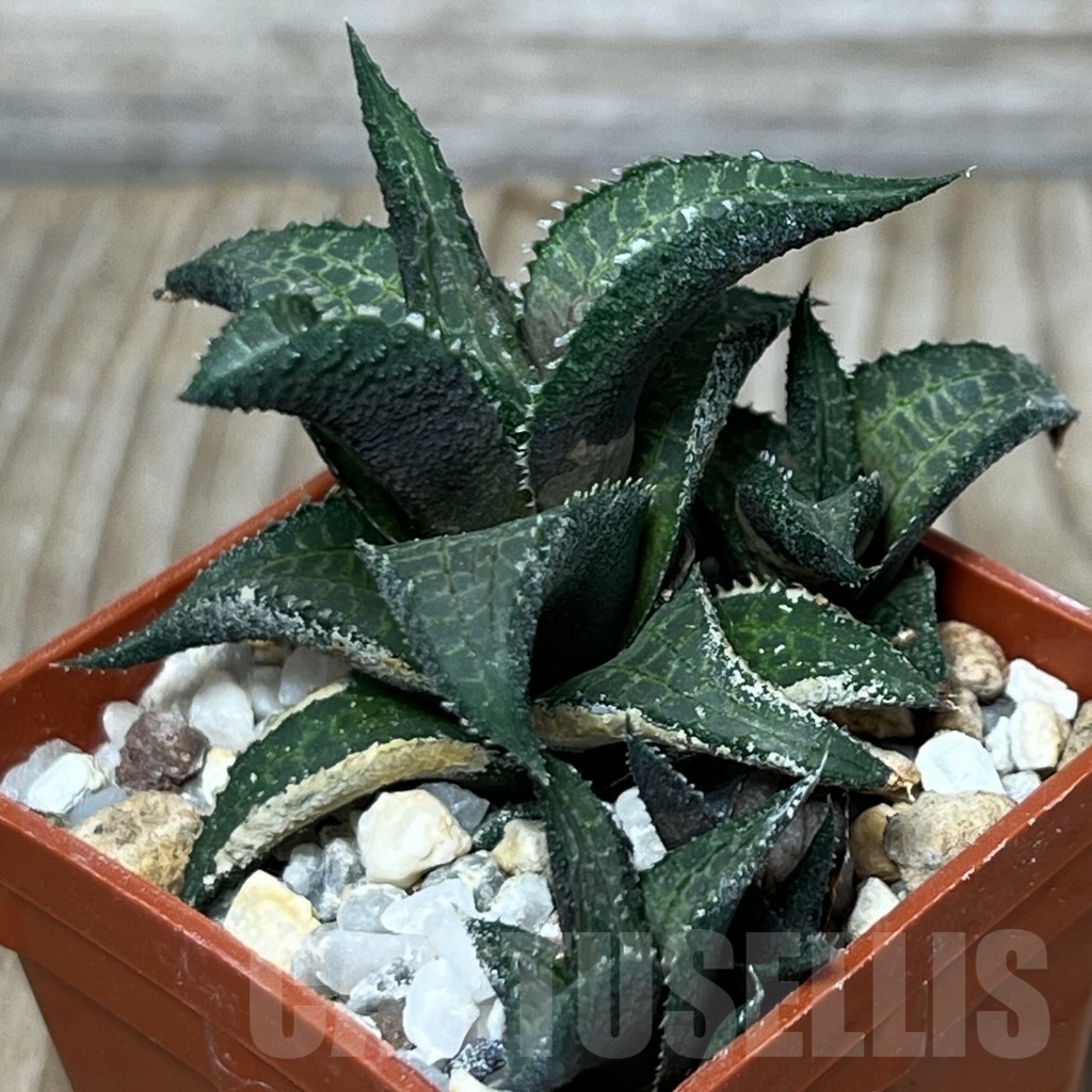 SHPR18320 Haworthia venosa ssp. tessellata - Obrázek 3