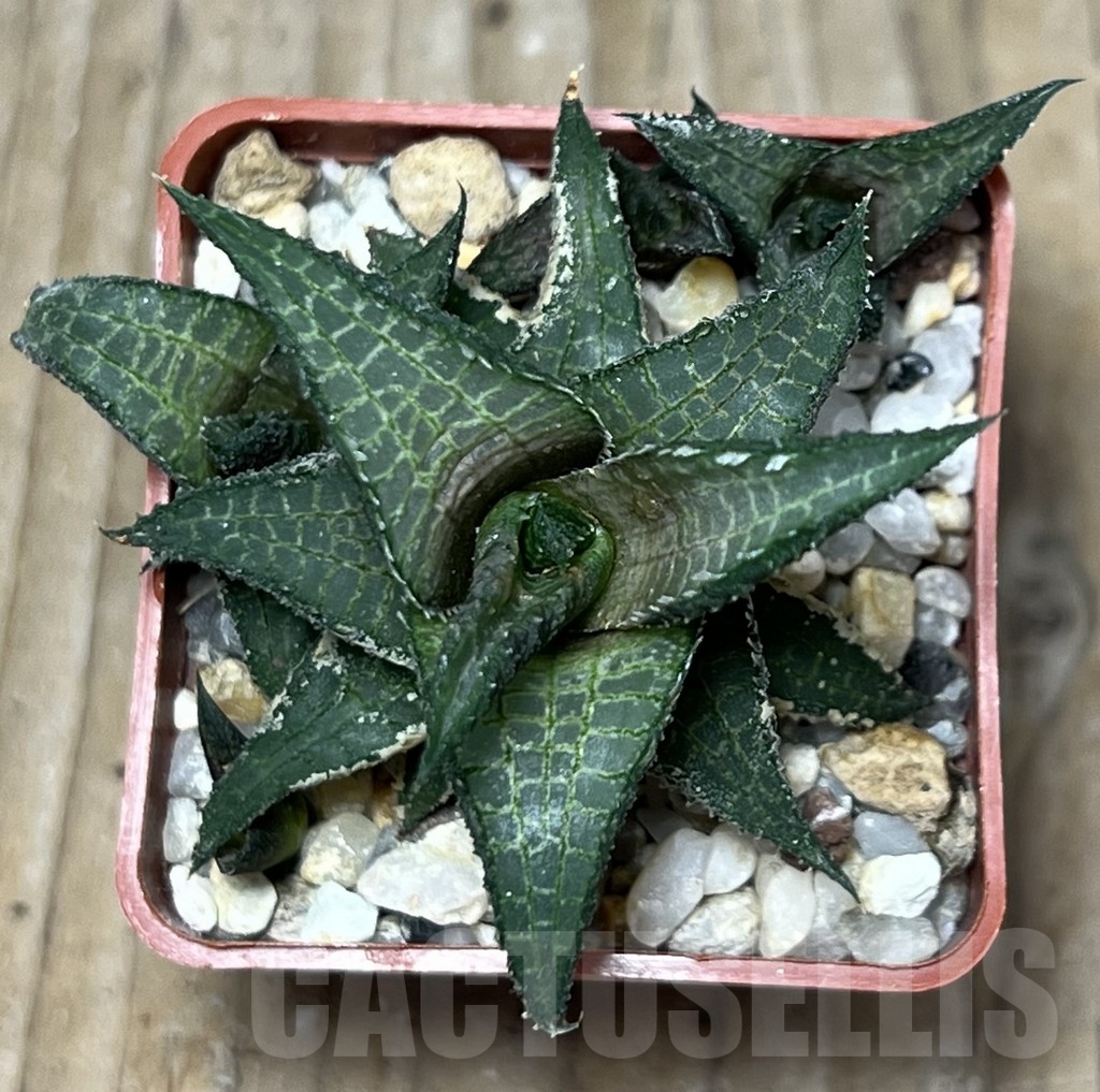 SHPR18320 Haworthia venosa ssp. tessellata - Obrázek 2