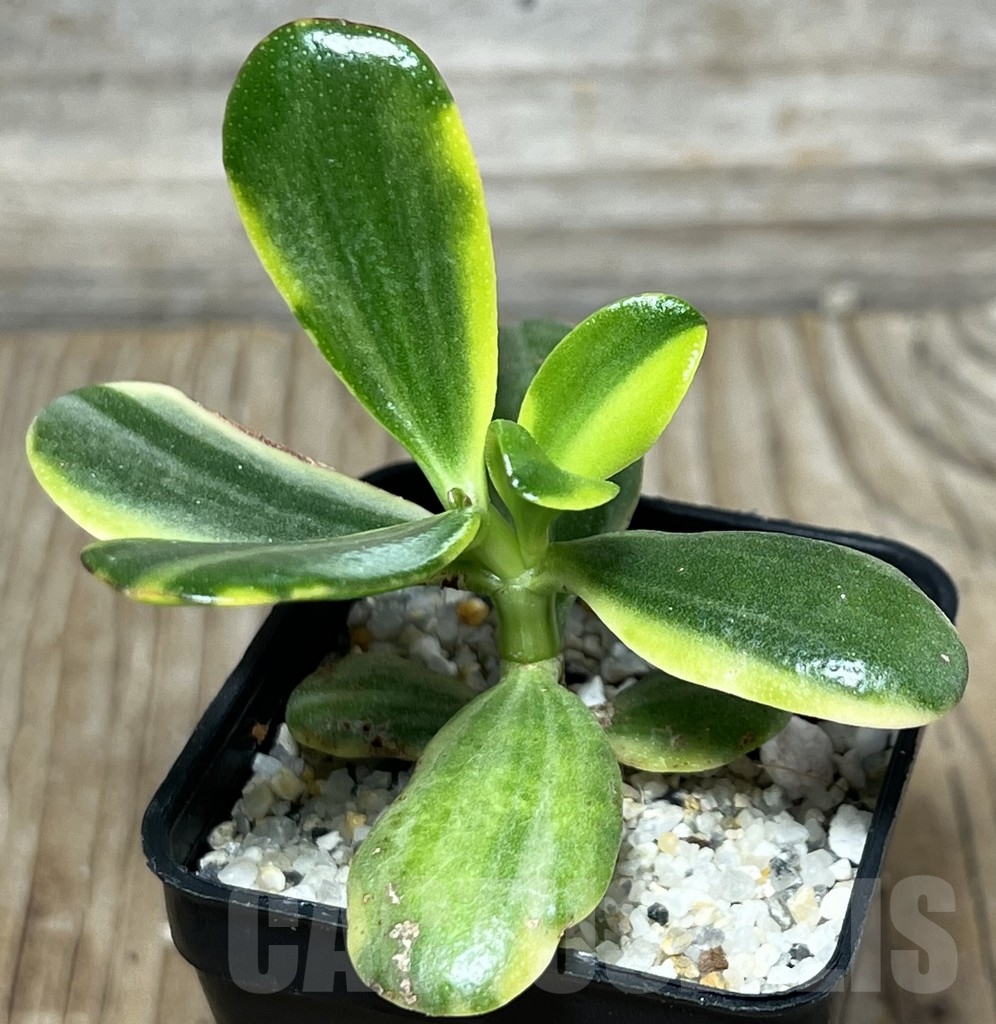 SHPR18326 Crassula ovata f. variegata