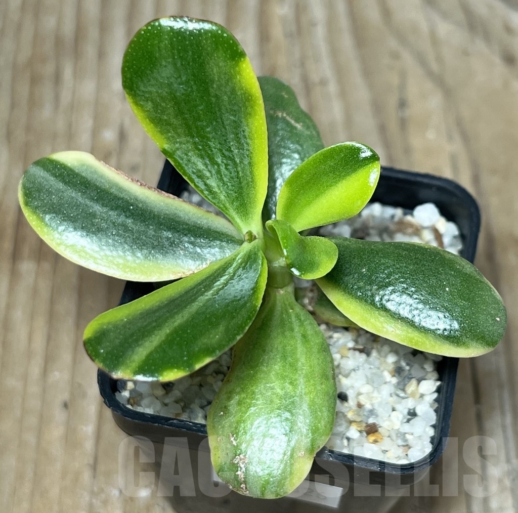 SHPR18326 Crassula ovata f. variegata – Image 2
