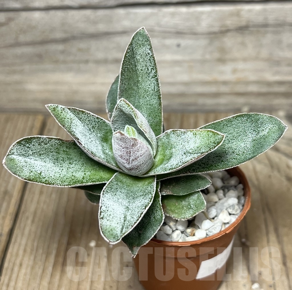 SHPR18327 Crassula 'Lotus' – Image 2