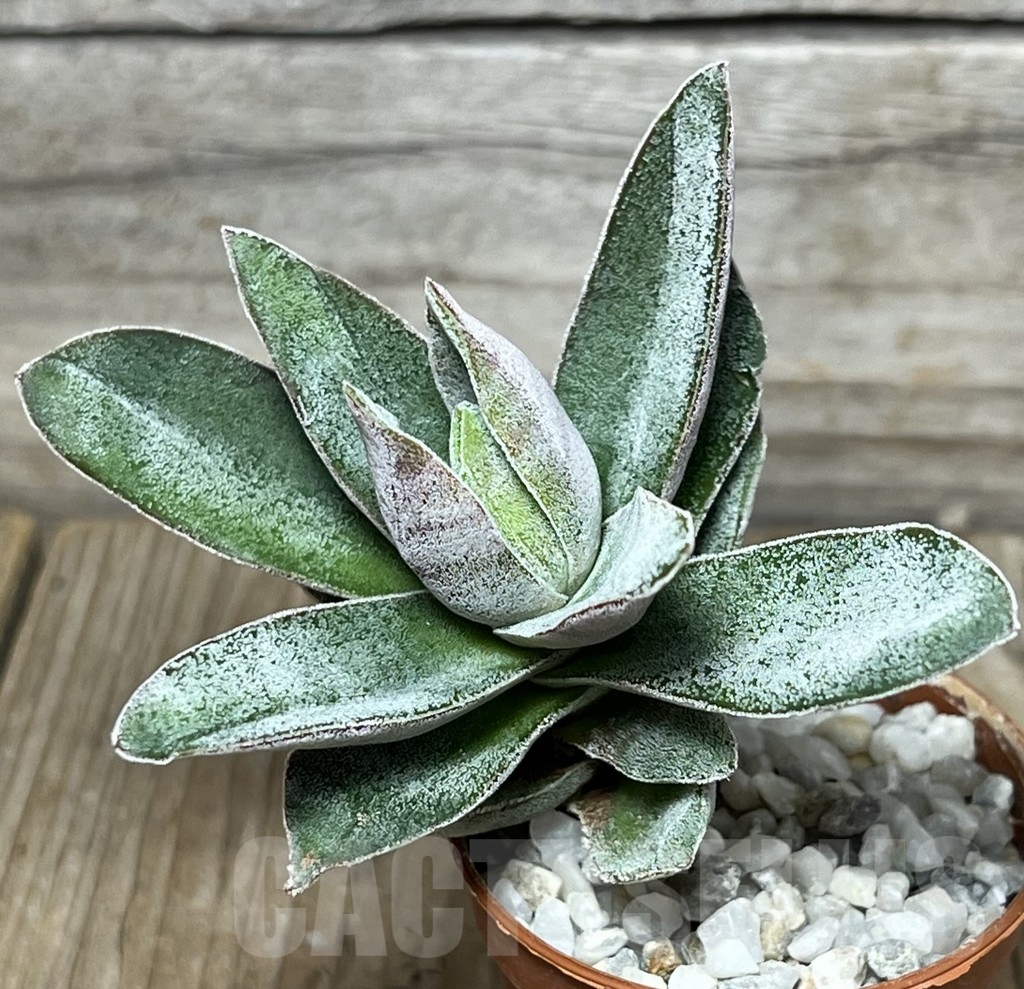 SHPR18327 Crassula 'Lotus'