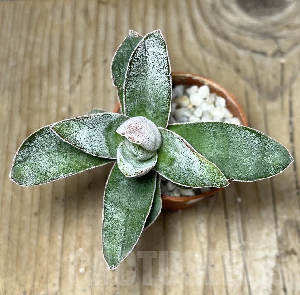 SHPR18327 Crassula 'Lotus' – Image 3