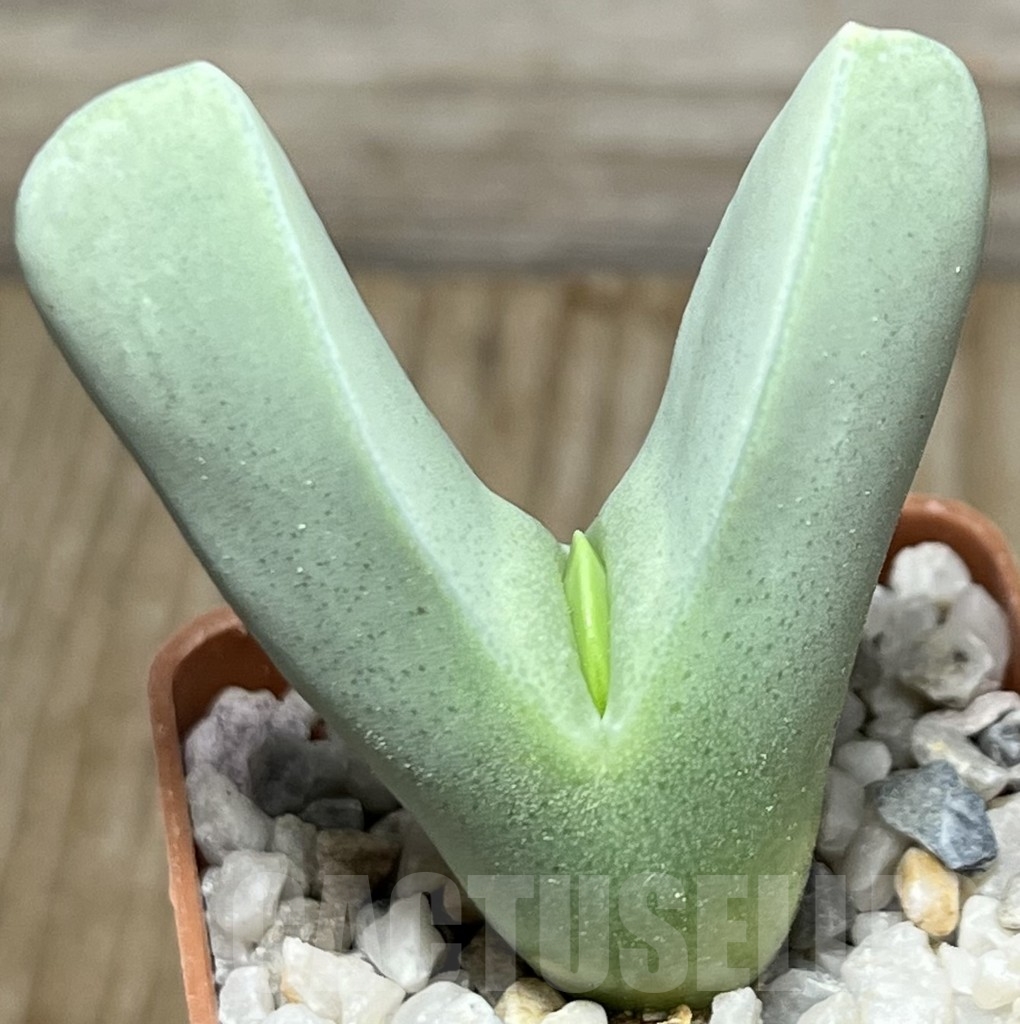 SHPR18330 Conophytum herreanthus sp. rex COP 116-37