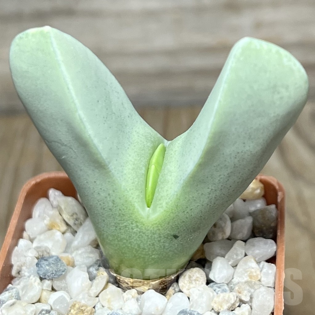 SHPR18330 Conophytum herreanthus sp. rex COP 116-37 - Image 2