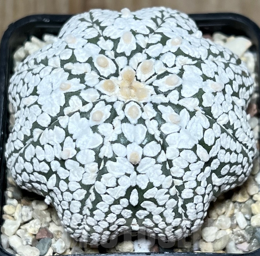 SHPR18391 Astrophytum asterias 'Miracle' - Obrázek 2