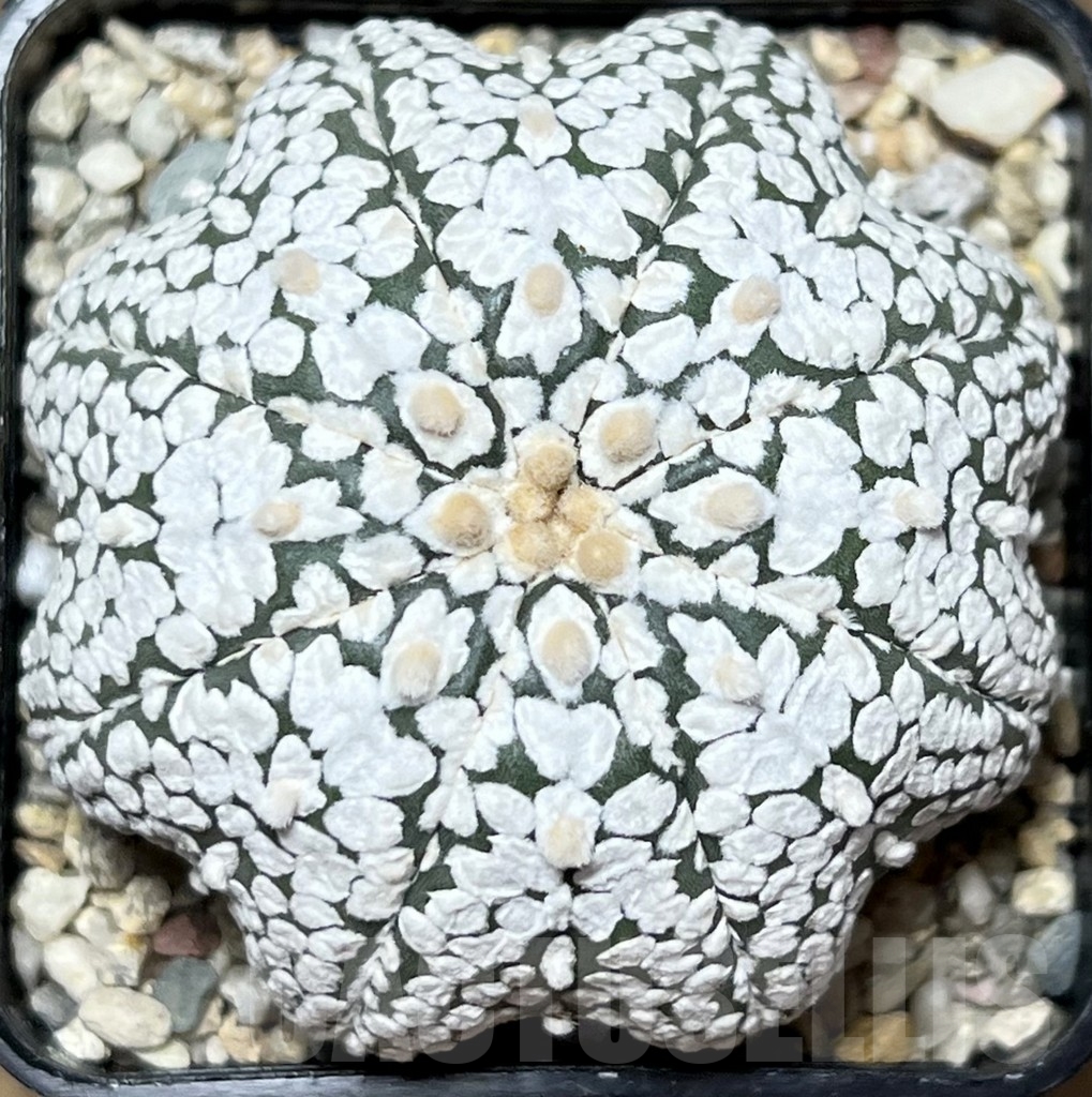 SHPR18391 Astrophytum asterias 'Miracle'