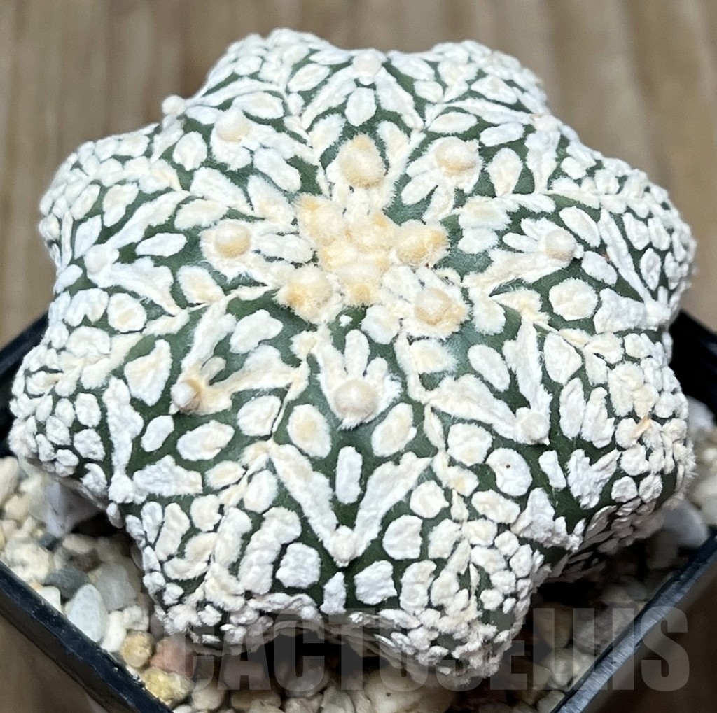 SHPR18392 Astrophytum asterias 'Miracle V-Type'